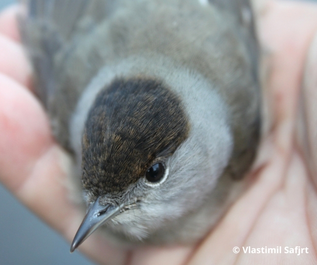 Pěnice černohlavá