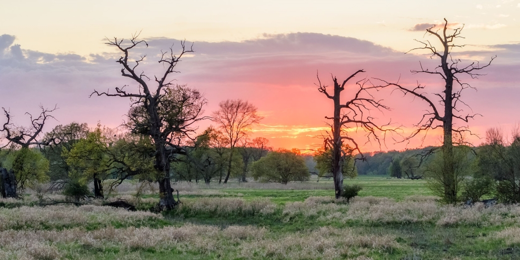 Staré solitéry v CHKO Soutok