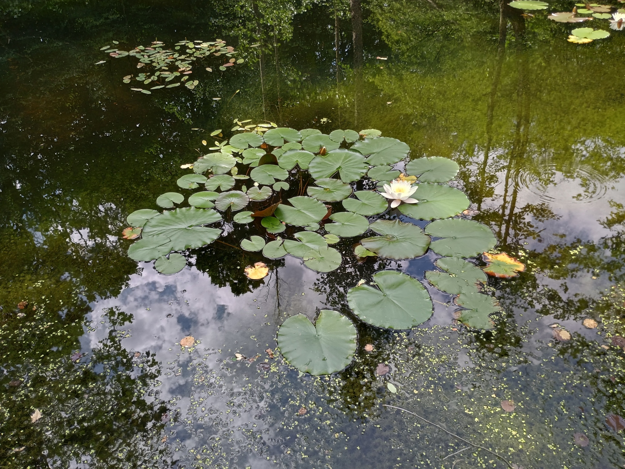 Tůň u vrby a Tůň Zlodějská