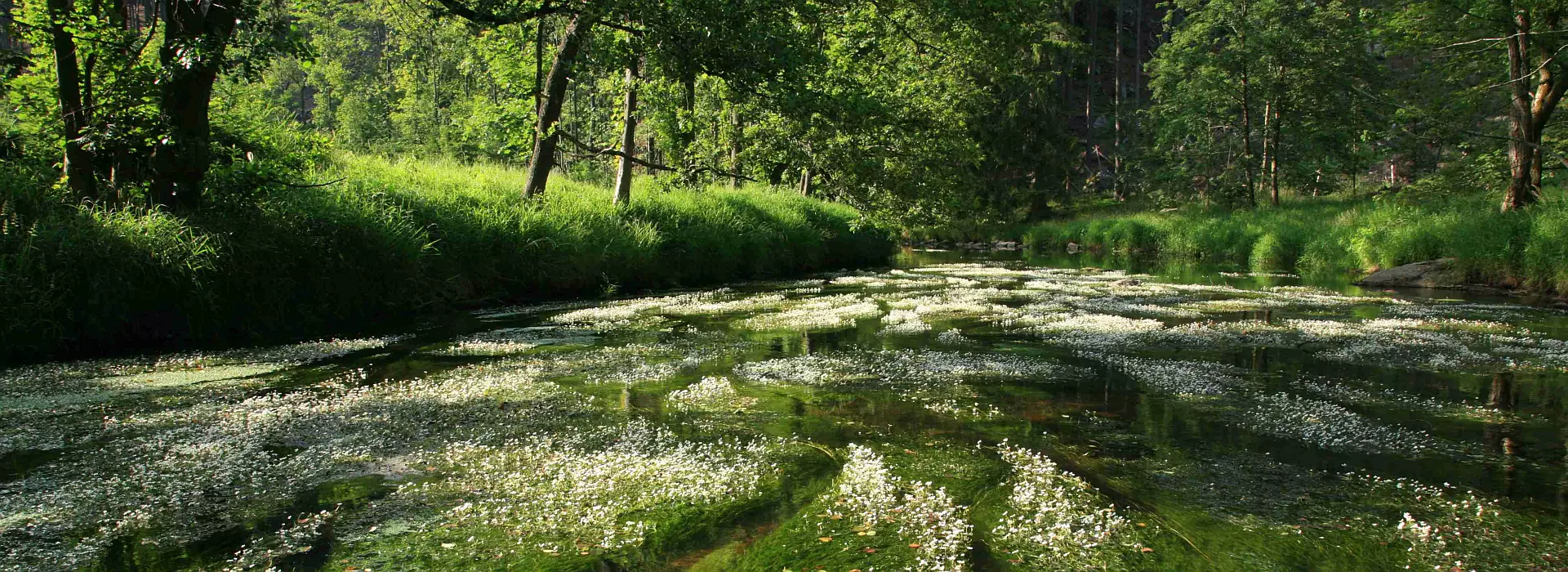 Chrudimka por Přemilovam, Zuzana Tůžičková