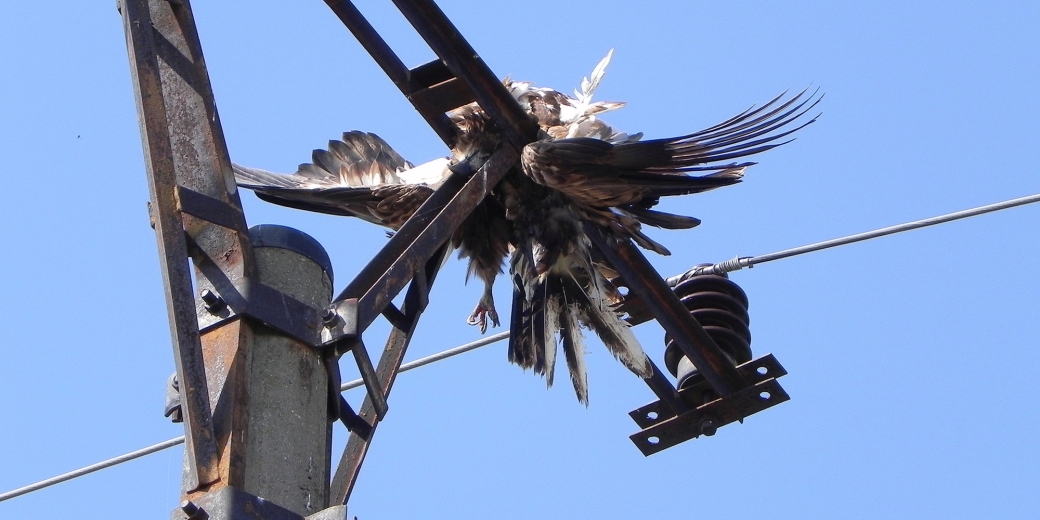 Na sloupech elektrického vedení stále hynou desetitisíce dravců. Foto Vlasta Škorpíková