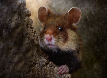 Křeček polní, foto Ondřej Prosický.