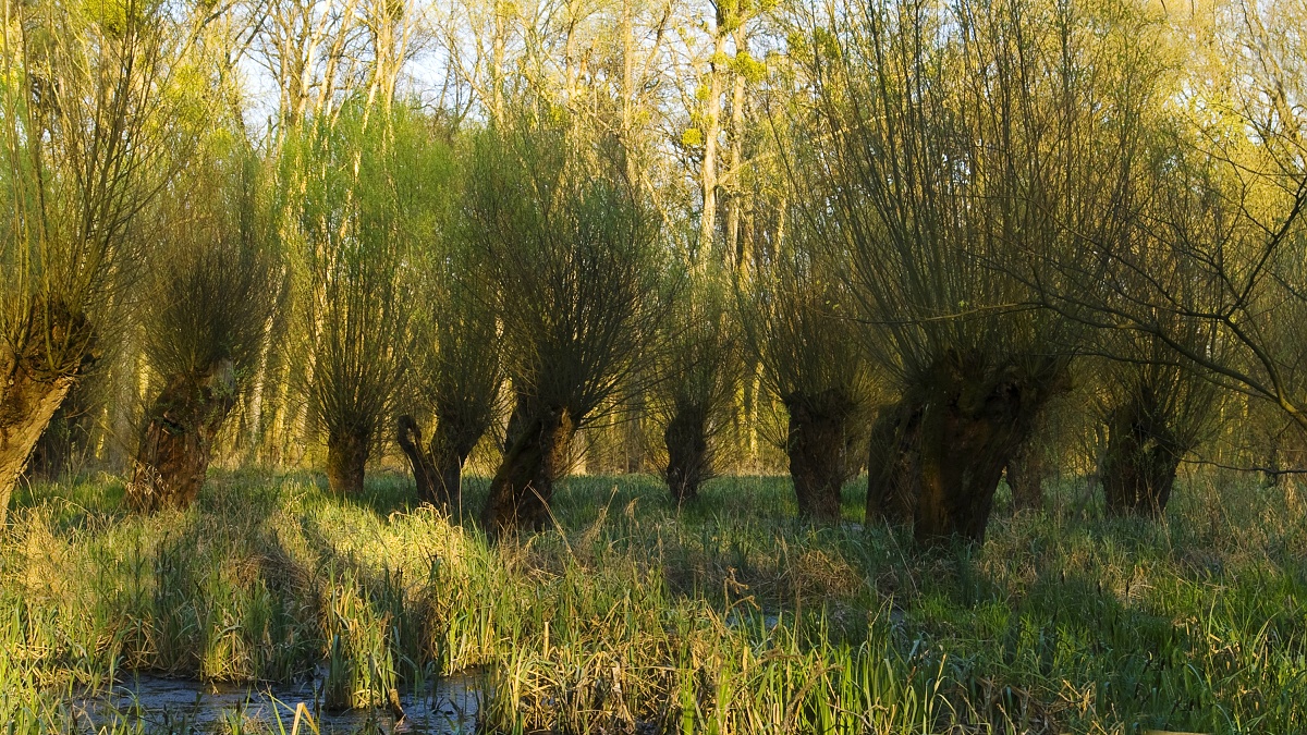 Hlavaté vrby v NPR Křivé jezero.