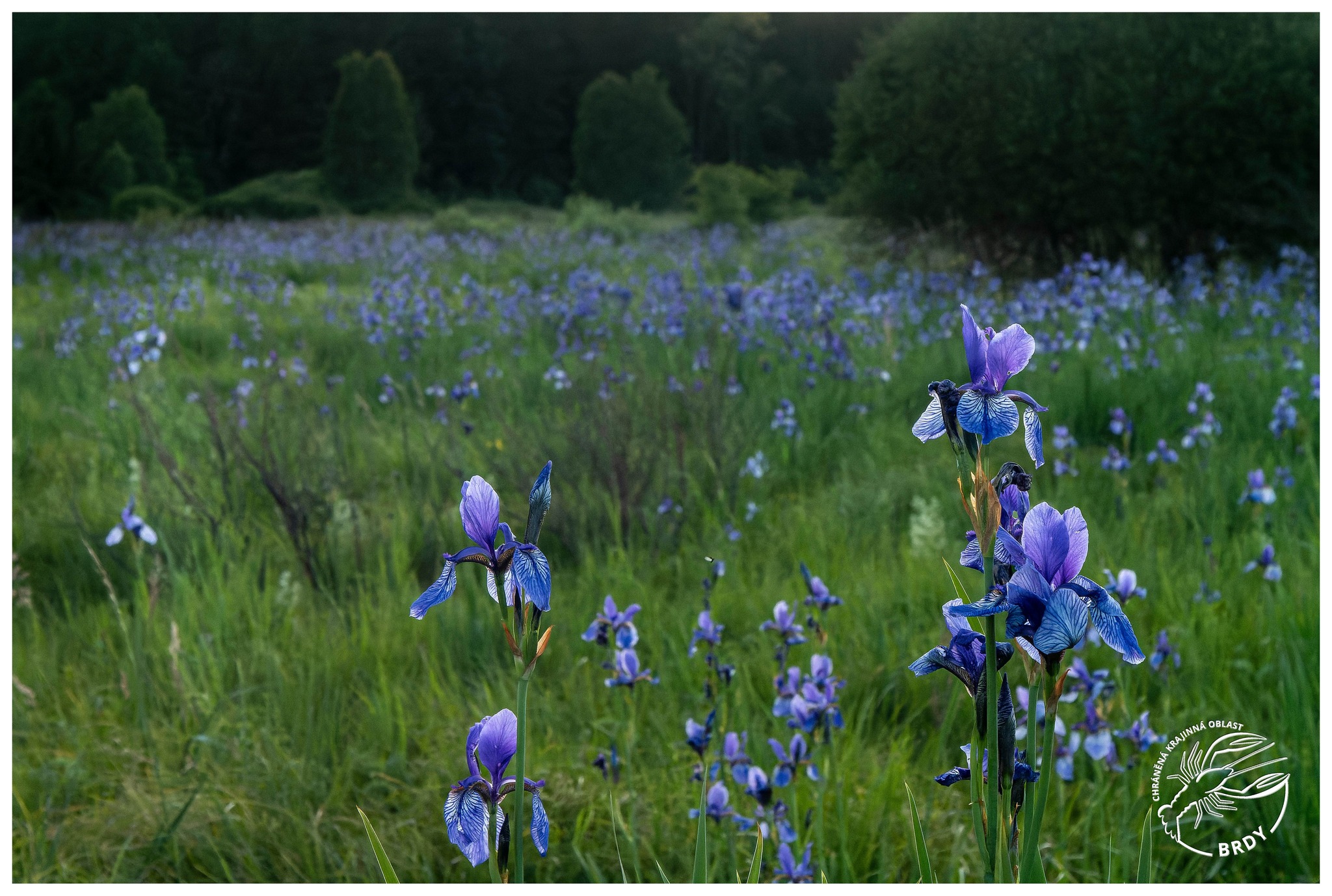 Pohled na záplavu modrých květů kosatců sibiřských v louce.