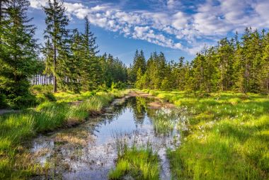 Nebe a okolní stromy se odráží v hladině rašelinného jezírka poblíž vrcholu Toku.