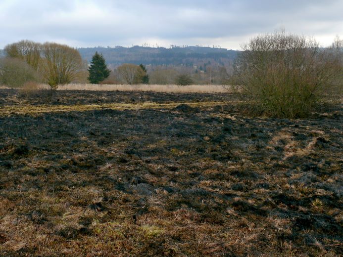 Pohled na spáleniště z nějž vyrůstají nepoškozené keřovité vrby.