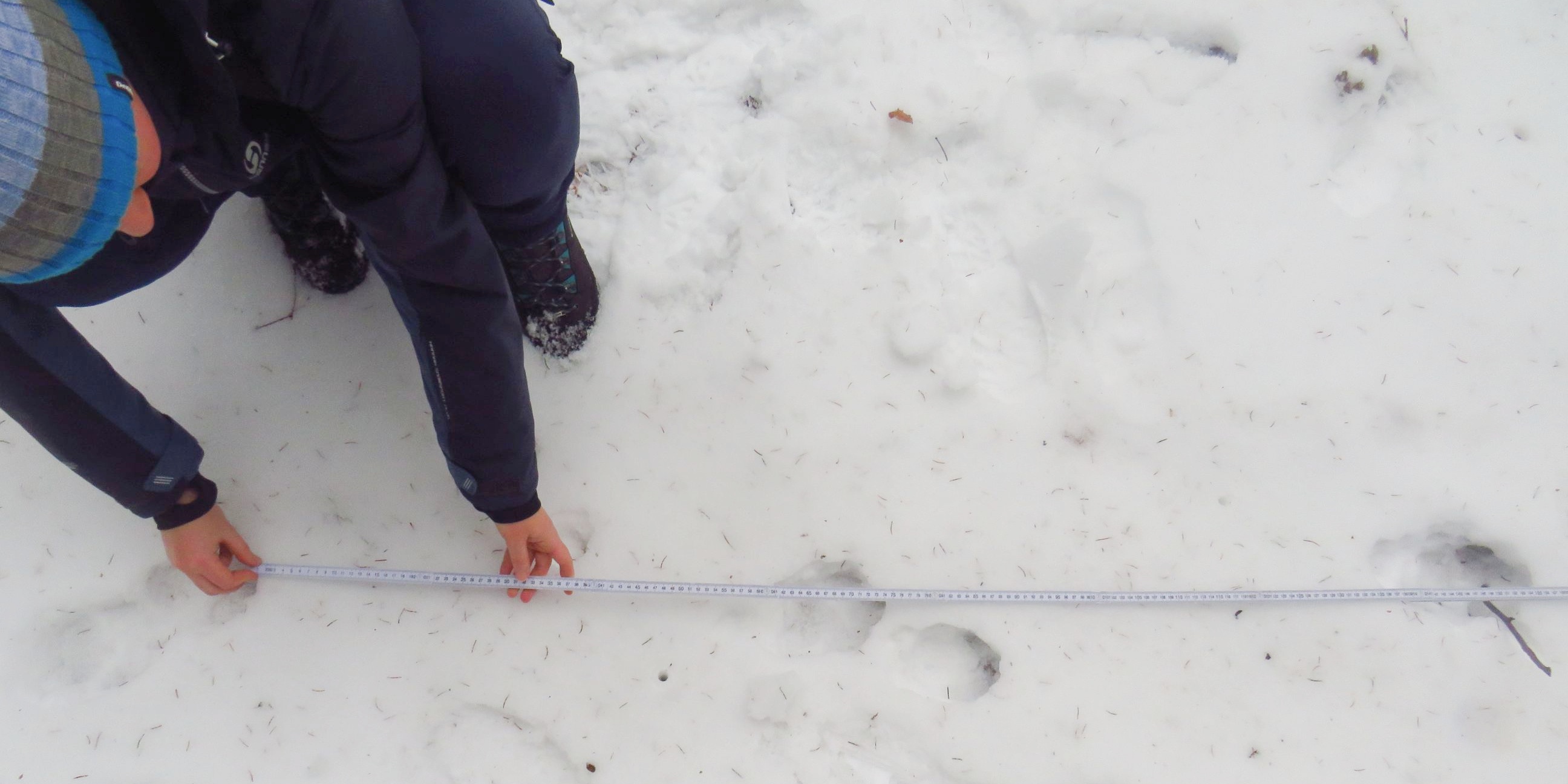 Pracovníci AOPK měří vzdálenost mezi jednotlivými stopami_Krajca