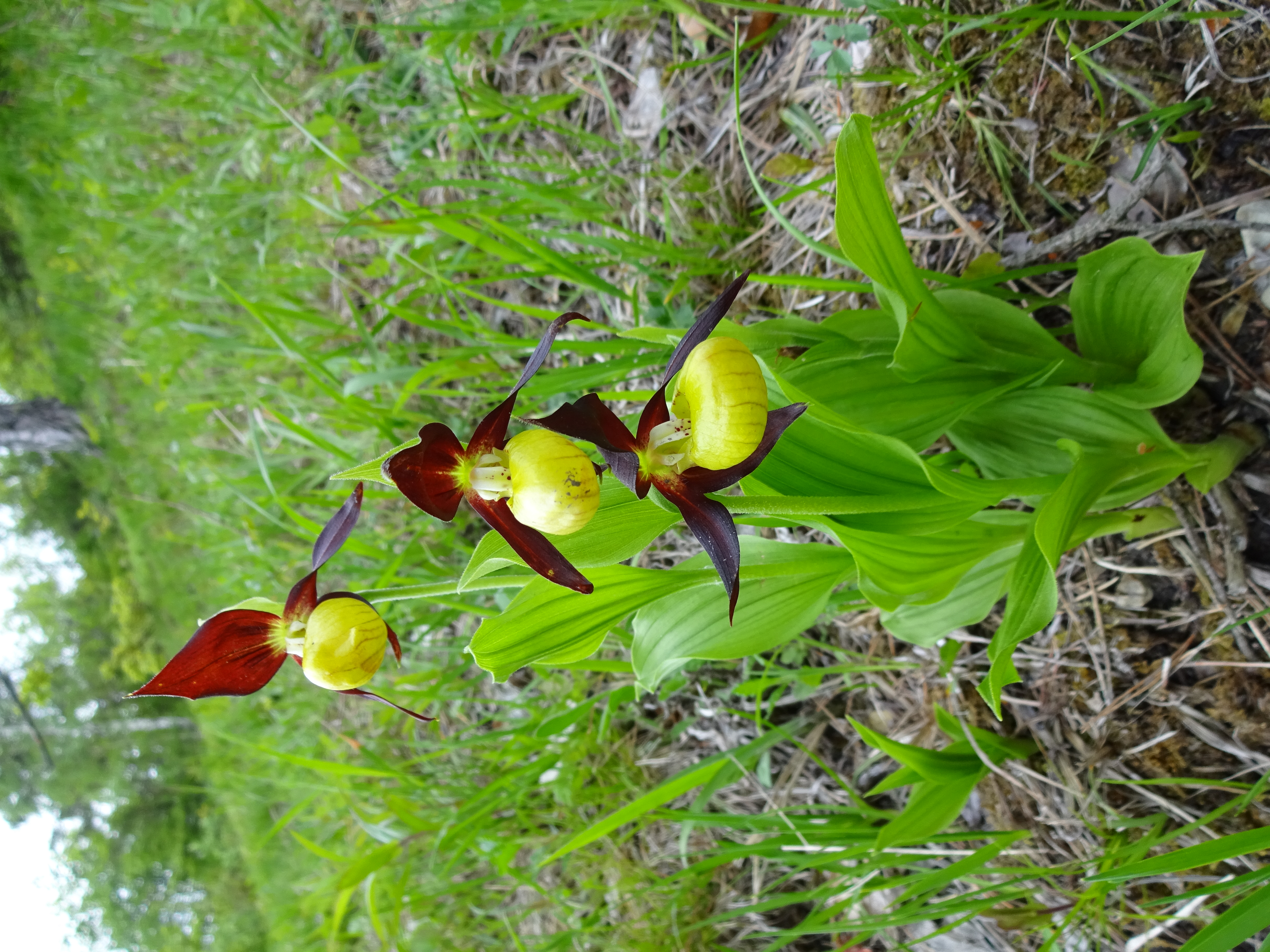 Rozkvetlá rostlina.