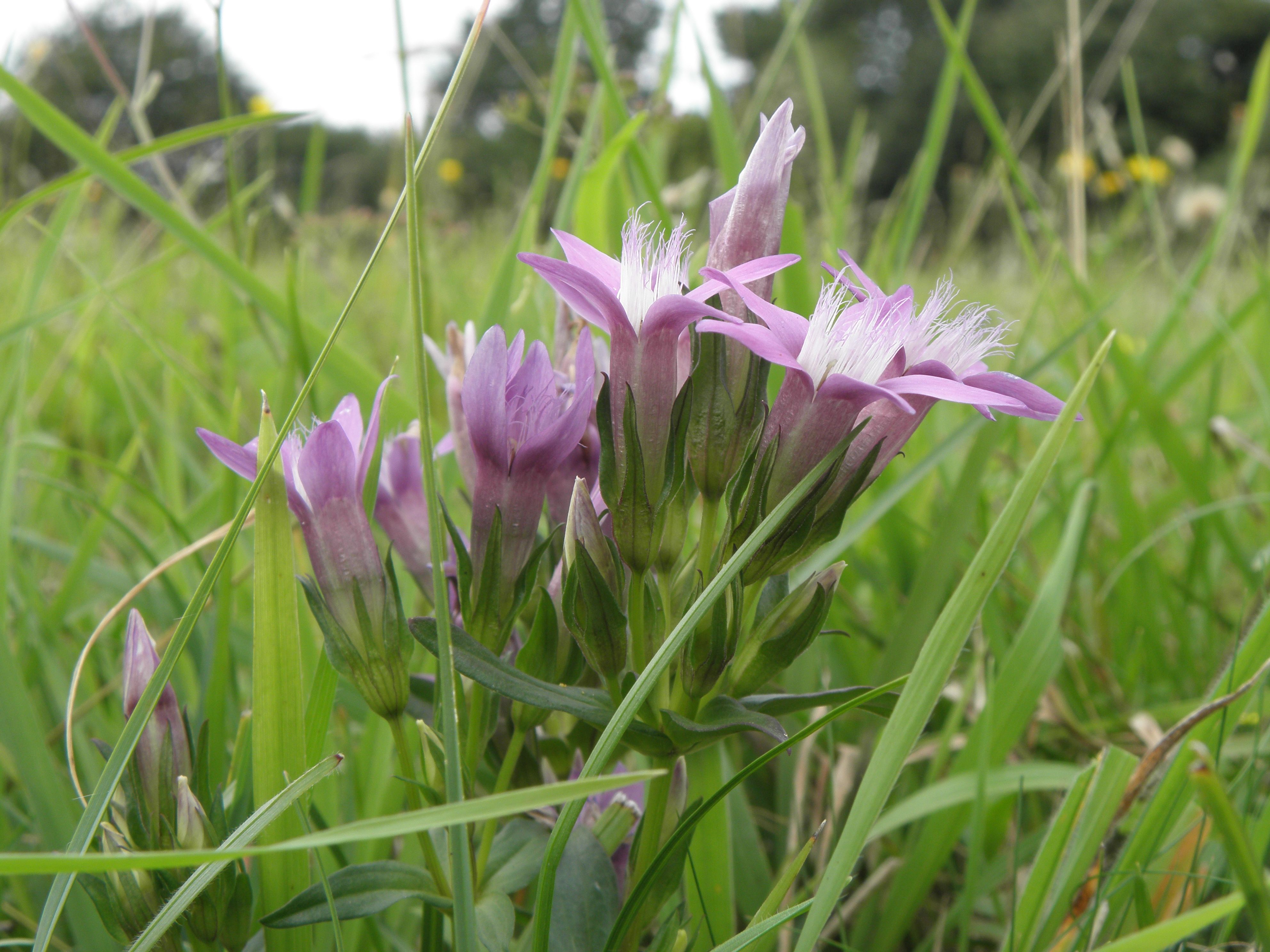 hořeček mohotvarý český v květu