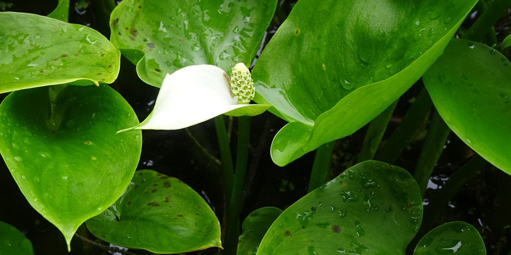 Ďáblík bahenní – calla palustris.