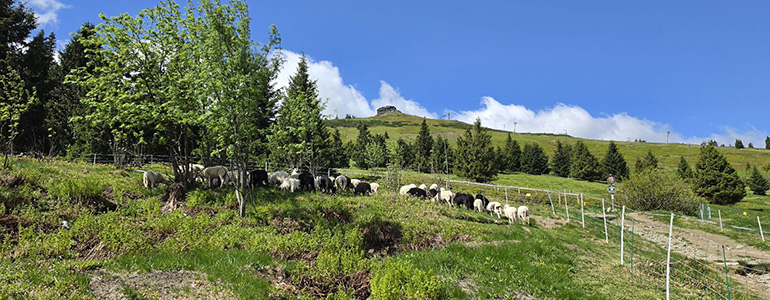 Na pastviny nad jesenickou Ovčárnou míří stovka ovcí.  Pomáhají s péčí o horské hole