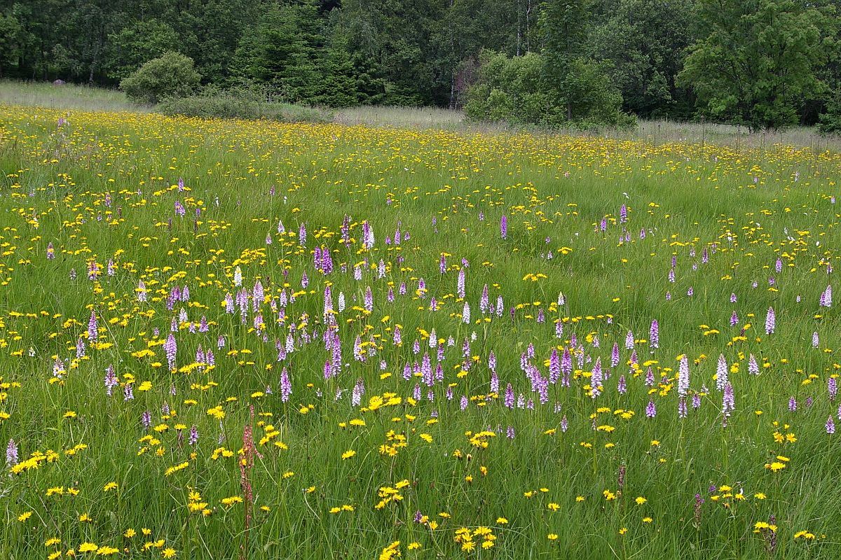 Louka plná prstnatců Fuchsových.