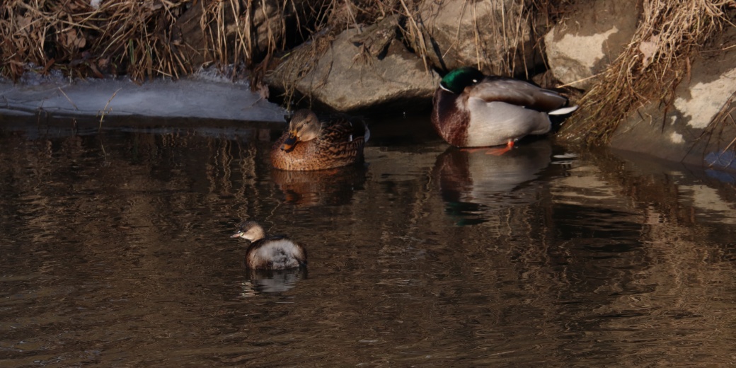Kachny divoké s potápkou malou na rybníce.