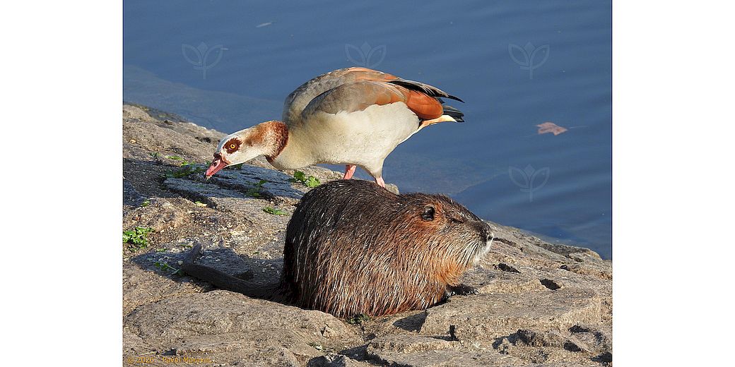 husice a nutrie (foto: Pavel Moravec)