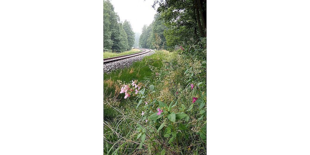 netýkavka žláznatá (foto: Hana Koníčková)
