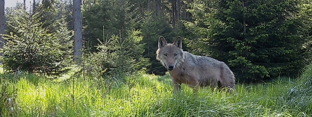 Gagat, foto: Petr Mückstein