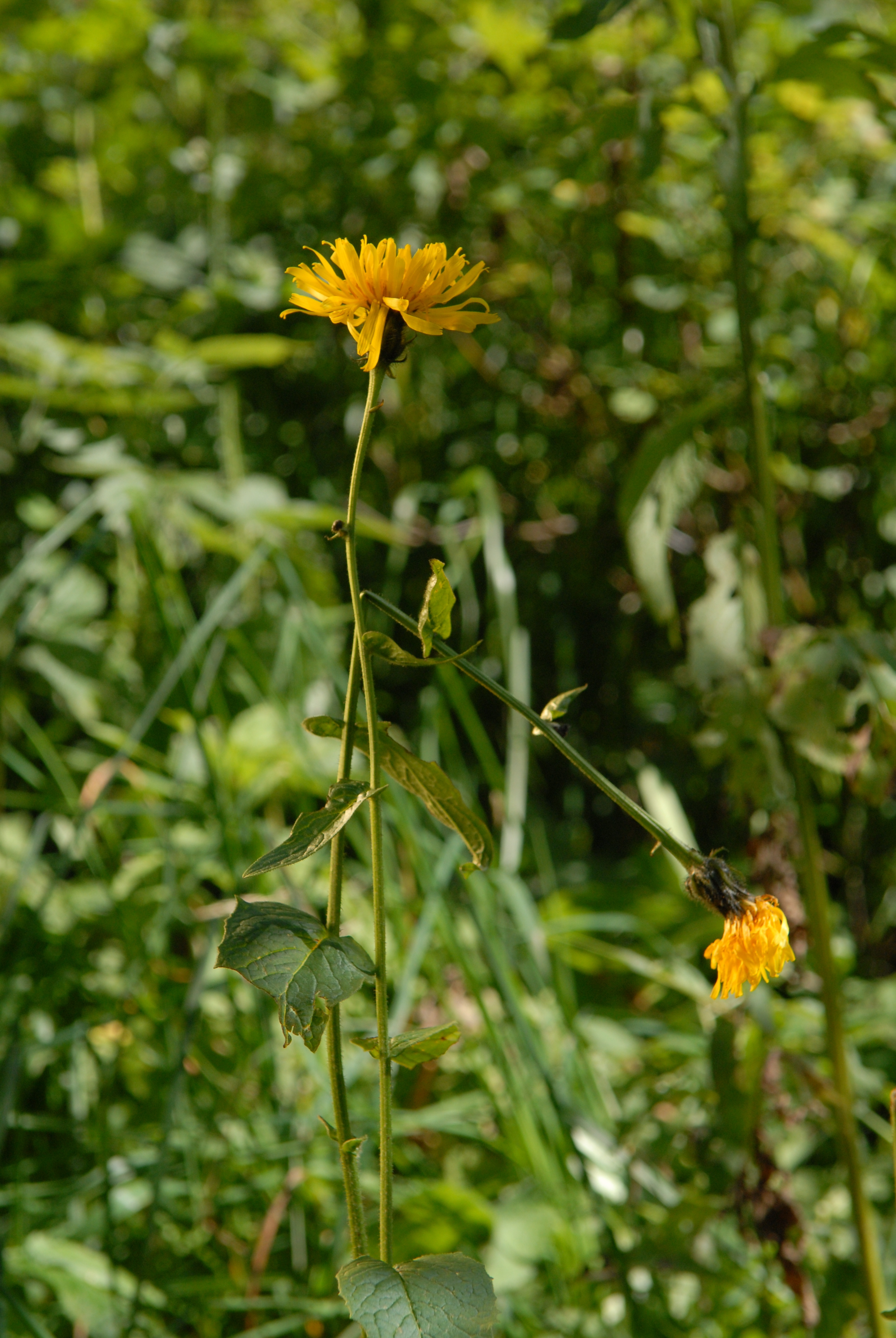 Crepis sibirica